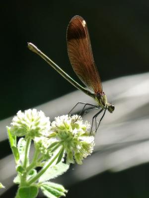 libella, 黑蜻蜓, calopteryx haemorrhoidalis, 美, 彩虹, 昆虫, 自然