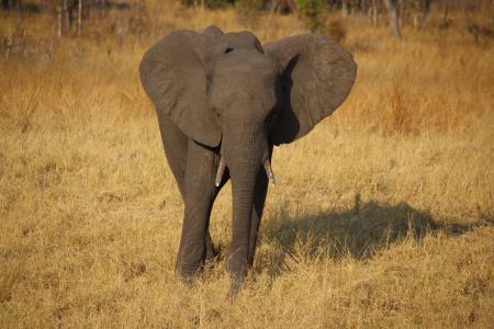 年轻的大象, 津巴布韦, 非洲, 野生动物园, 野生动物, 大象, 自然