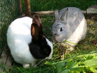 兔子, 侏儒兔, 宠物, 动物, 可爱, 耳朵, 长耳