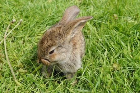 野兔, 兔子, 可爱, 动物, 侏儒兔, 长耳, 小兔子