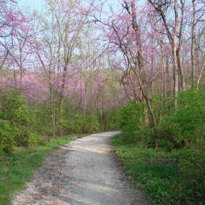 路径, 树木, 开花, 自然, 伍兹, 粉红色的花朵