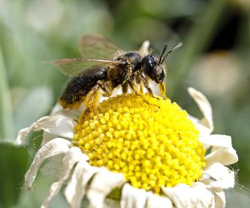 蜂蜜蜂, 蜜蜂, 昆虫, 自然, 动物, 开花, 绽放