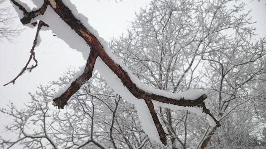 树枝, 树, 冬天, 雪, 白色, 自然, 瑞典