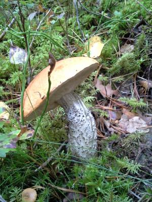 蘑菇, 森林, girolle, 秋天, 蘑菇, 自然