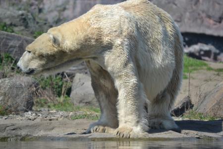 北极熊, 捕食者, 动物园, 白熊, 动物, 哺乳动物, 大