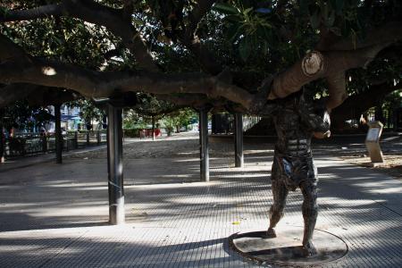 树, 巨人, 布宜诺斯艾利斯, 老, 大, 树干
