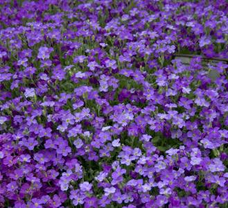 aubrietia, 紫罗兰色, 颜色, 开花, 植物园, 花香, 花