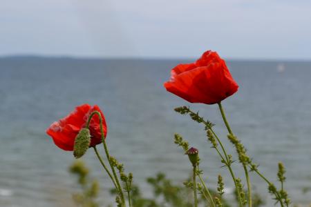 klatschmohn, 夏季, 红色, 花, 自然, 景观, 海岸