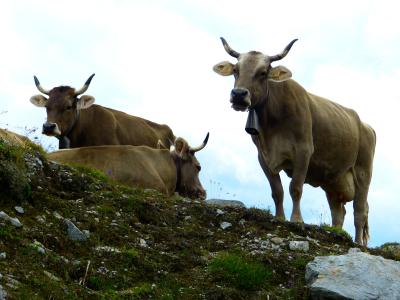 母牛, 牛肉, 动物, 奶牛, 喇叭, 农业, 反刍动物