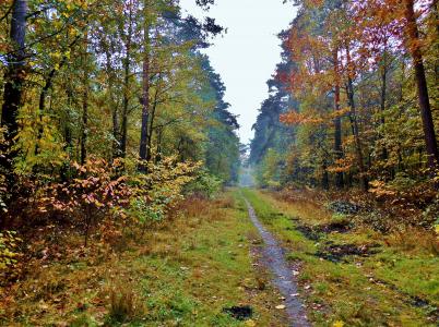 林间小径走, 路径, 秋天的心情, 森林, 树木, 叶子, 多彩