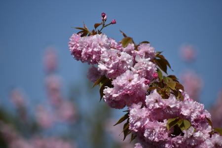 树, 开花, 春天, 分公司, 自然, 朵朵, 春天