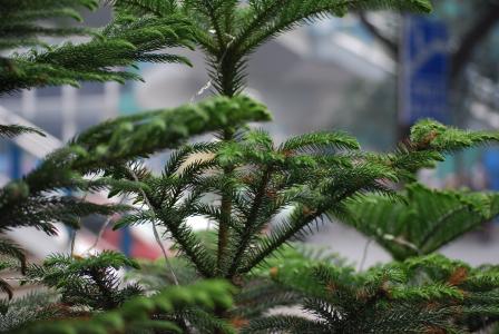 树, 松树, 诺福克, 岛屿, 常绿, 圣诞节, 针叶树