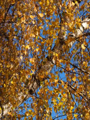 秋天的落叶, 秋天的颜色, 树木, 秋季景观, 森林, 秋天, 自然