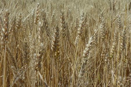 小麦, 收获, 作物, 粮食, 农业, 字段, 种子