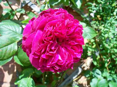 红玫瑰, 土耳其喜悦玫瑰, 攀登玫瑰, 花, 大, 特写