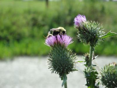 蜜蜂, 花, 紫色, 大黄蜂, bug, 昆虫, 自然