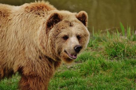 熊, wildpark 地点, 棕色的熊, 野生动物, 动物, 危险, 动物园
