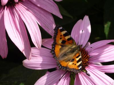 蝴蝶, 花, 自然