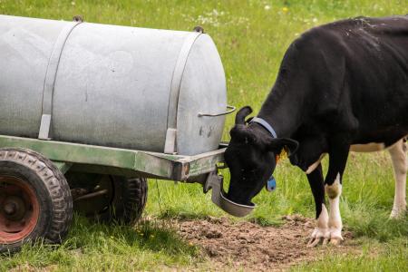 母牛, 饮料, 水上卡车, 饮水代理, 牛肉, 牲畜, 反刍动物
