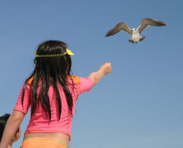 海鸥, 小女孩, 鸟, 儿童, 海滩, 海, 岛屿