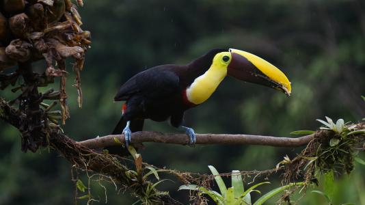 巨嘴鸟, 板栗, 鸟, 哥斯达黎加, 野生动物, 动物, 自然