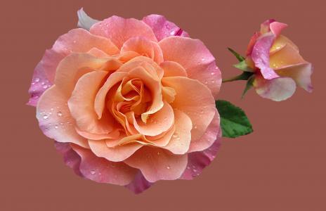玫瑰花园, 高贵玫瑰奥古斯塔露易斯, 上升, 花, 玫瑰绽放, 关闭, 玫瑰-花