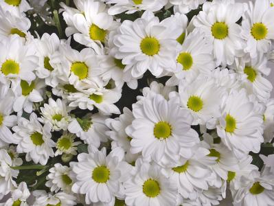 菊花, 白色, 花, 花园里的花