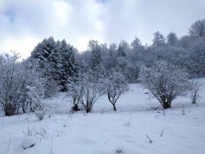 冬天, 景观, 自然, 树木, 雪, 寒冷, 山脉