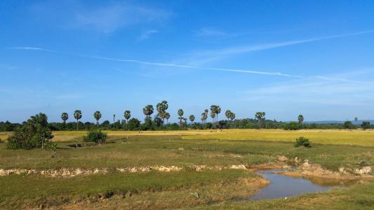 柬埔寨, 亚洲, 暹粒, 省, 景观, 棕榈树, 稻田