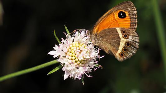 自然, 蝴蝶, 宏观, 花, 棕色
