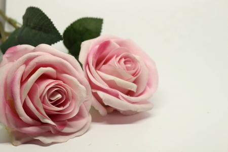 一朵玫瑰, 粉色, 粉红玫瑰, 浪漫, 花, 粉红色的颜色, 玫瑰-花