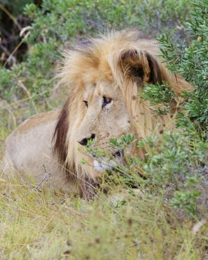 狮子, 南非, 阿多国家公园