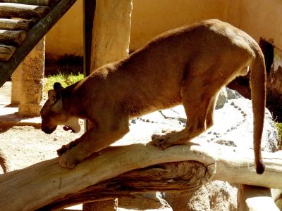 安第斯美洲狮, 动物园, 动物, 动物, 自然, 动物世界, 动物群