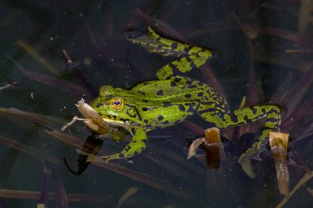 青蛙, 两栖类动物, 水, 池塘, 绿色, 自然, 生物