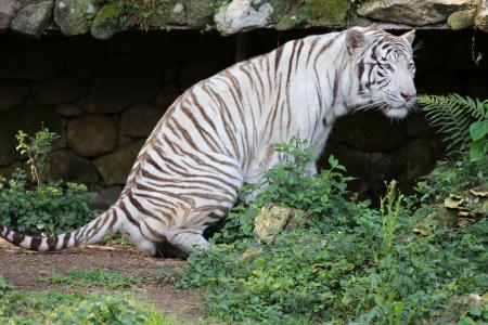 白虎, 野生, 濒临灭绝, 在动物园, 食肉动物