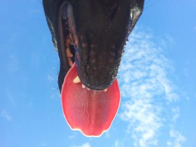 舌头, 狗, 鼻子, 蓝色, 狗的鼻子, 关闭, 动物