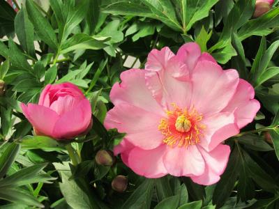 日本牡丹, 粉色, 英语花园, 花蕾, 花