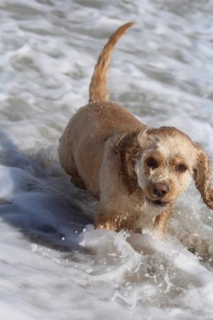 狗在海滩, 戏剧, 乐趣, 快乐, 运动, 夏季, 海