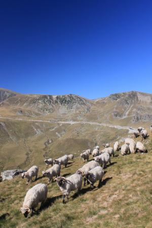 羊群, 羊, 山, 罗马尼亚, 动物, 道路, 旅行