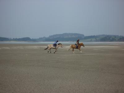 福尔根湖湖, 马, 骑, 自然, 动物