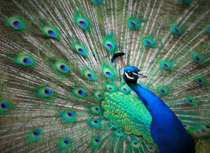 孔雀, 蓝色, 羽毛, 绿色, 鸟, 动物, 羽毛