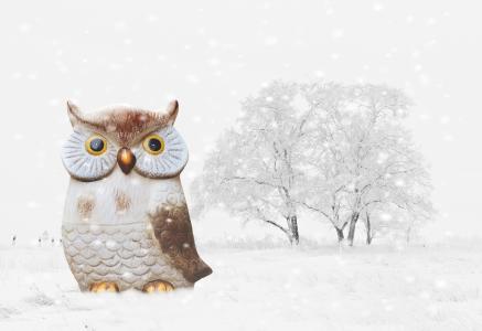 猫头鹰, 冬天, 雪, 鸟, 有趣, 寒冷, 图