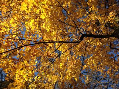 秋天, 树, 根据, 颜色和光, 黄色, 自然, 叶