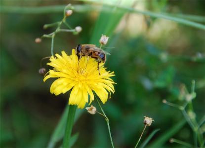 蜜蜂, 花, 黄色, 绿色, 花粉, 花, 自然