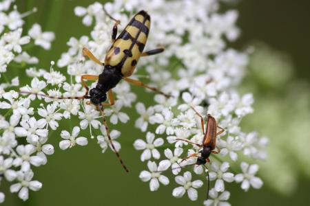 角角甲虫, 甲虫, 开花, 绽放, 昆虫, 大和小, 关闭