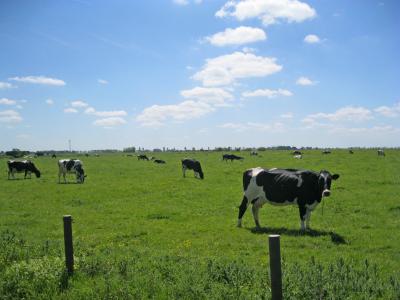 母牛, 东弗里西亚, 牧场, 地平线, 动物