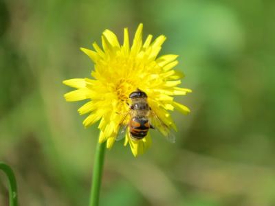 悬停飞行, 花, 昆虫, 黄色, 雾蜜蜂