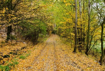 秋天, 道路, 森林, 路径, 行走, 自然, 四季