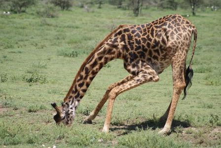 长颈鹿, 非洲, 动物, 喝