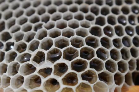 蜂蜜, 反思, 甜蜜, 蜂窝状, 蜂巢, 特写, 内六角